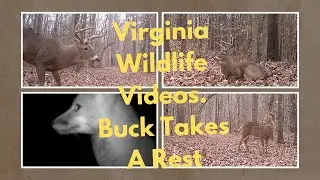Virginia Wildlife Videos.  Bucks Lays Down To Take A Rest. Fox Up Close. Raccoons Too!