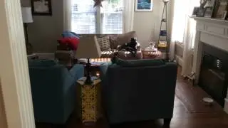 Secret Life of Pets - Coco edition