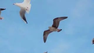 Can Any Bird Circle Earth - Or Reach the Moon?