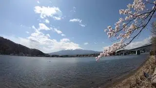 4K/60fps world Heritage Mount Fuji & Sakura(Cherry Blossoms)(世界遺産 富士山 & 桜)