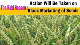 The Rabi Season :  'Action Will Be Taken on Black Marketing of Seeds' | news10bharat