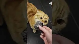 Вкусовые предпочтения😋🐱