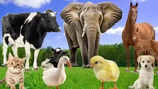 Habitat Hewan Peliharaan dan suara: Sapi Gajah Kuda Kucing Bebek Ayam Anjing -HEWAN TERNAK YANG LUCU