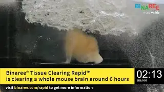 Binaree Tissue Clearing RAPID System Protocol.
