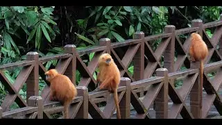 Borneo Wildlife Series - Red Leaf Monkey