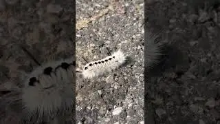 Moving Along #caterpillar #movement #countrylife #smalltownlife #shortsvideo #shortsfeed #subscribe