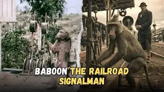 Jack the BABOON that WORKED AS A real RAILROAD SIGNALMAN, MUST WATCH