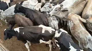 Desembarque de animais de Tabira-PE (27/01/26)