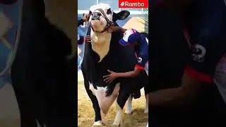 #viral #shorts #rambo