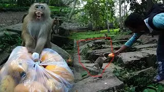 Today we buy mango Ten kilos​ to feed monkey Sovana team and monkey Rose bring Brady come eat