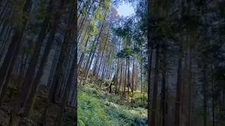 Forest Walk | Coquitlam Trails🌲⛰️ #shorts #foresttrails #hiking #nature