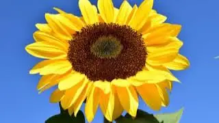 Zara yaad kar background music ( Love is pain99)