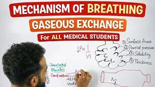 Mechanism of breathing and gaseous exchange 