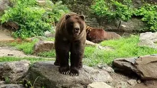 Bears l Wildlife Videography | Short Film by Jac O' Burger