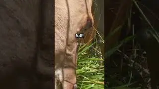 Day In The Life of a Whitetail Deer