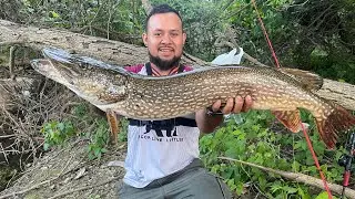 Pike/lucio gigante/pescando pike gigante