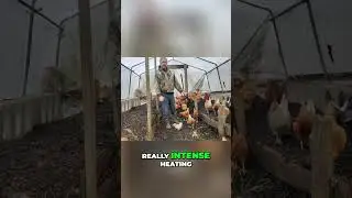 Лайфхак для обогрева кур зимой: бесплатное тепло от компоста! #сад #хозяйство #куры