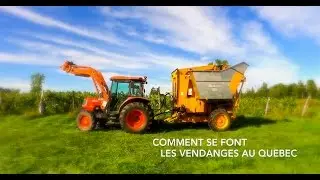 Vignoble de la Bauge Quebec - Vendange