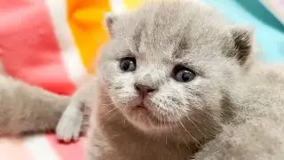 AWW So Cute ❤️ 16 Days After Birth British Shorthair Baby Kittens and Lovely Mother Cat