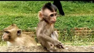 Very Pity Newborn Baby Monkey Get Sick Cos Live with Kidnapper,😁😁😁 monkey lover