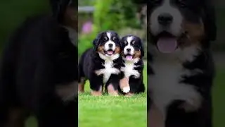 Melting Heart Puppies Playing Video 🐶❤️ Cuteness Overload Alert #puppies #cute #dogs