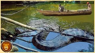 Las Serpientes M&aacute;s Grandes Encontradas En El R&iacute;o Amazonas