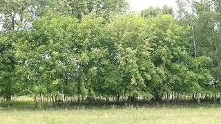 Вурцен, 242 полк, 2011.