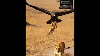 tiger 🐯 vs eagle 🦅 #trending #wildlife #animals #tiger