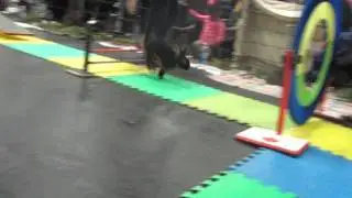 Edmonton Pet Expo - Side by Side Race, Tesla 2