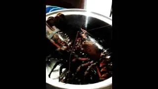 Lobster Racing Epic Fail