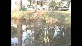 Courageous cat takes one giant leap