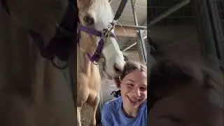 Happy 2 years Frank!! I&rsquo;ll post more abt it tomorrow. #horse #horsemanship #horsefails #pony #equus