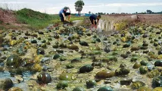 Wow fisherman find lots of snails and many gold in long waterflow