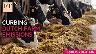 Tackling Dutch agriculture’s emissions headache | FT Food Revolution