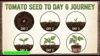 &ldquo;7-Day Time-Lapse: The Birth of a Tomato Plant