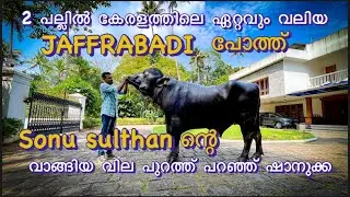 2 പല്ലിൽ ഇത്രയും വലിയ Jaffrabadi പോത്തോ 😱#giant#buffalo@shanawazabdulla2745