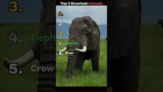 Top 5 Smartest Animals