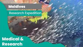 Diving the Maldives - DAN Research Week