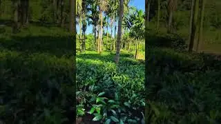 #tea#teagarden#assam #arunachalpradesh #foryou #viral #trending# World's second largest tea producer