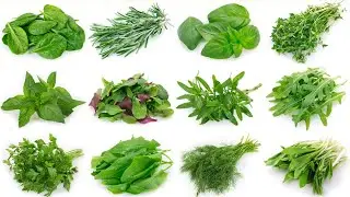 Wisdom (Eight Biblical Herbs) by Dr. Patrick Gentempo
