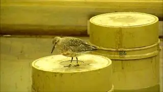Red knot foraging experiment