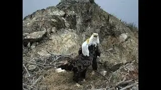 8-3-18 Two Harbors- Morning Nestorations W/ K-81 & K-82