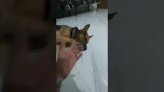 OSCAR ## GERMAN SHEPHERD ## LOYAL AND HONEST THAN HUMANS ##