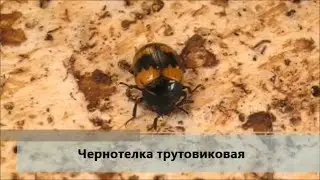 Чернотелка трутовиковая