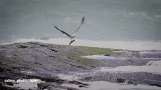 white bellied sea eagle