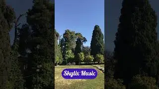 Serene Park Walk 🌿 | Relaxing Journey Through Majestic Trees & Clear Blue Sky
