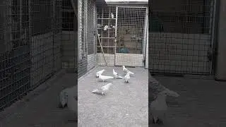 کبوتران مسابقات پرشی و گرو 