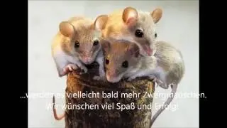 Afrikanische Zwergmaus, African Pygmy Mouse, Mus minutoides