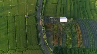 [MUSEVERAITE] Survol en drone au dessus des vignes Museveraite