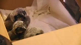Five Orphaned Baby Owls Need a Little Dee-LC